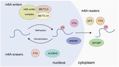 Role of N6-methyladenosine methylation in head and neck cancer and its regulation of innate immune pathways